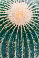 One big green round beautiful cactus closeup macro witjh blurred background, cactus texture with long sharp yellow thorns. The cactus garden is arranged with Echinocactus grusonii. vertical photo