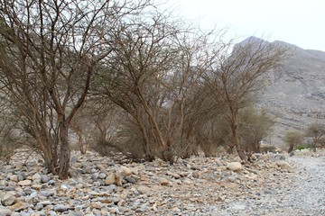 Rocky dry countryside in Oman.  Bushes along the path, Sultanate of Oman