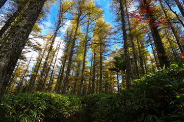 カラマツの紅葉