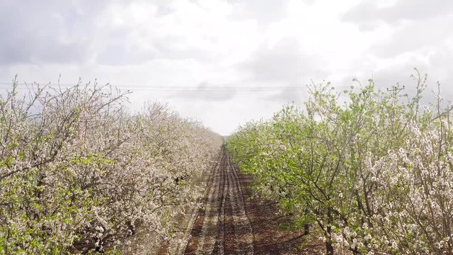Almond Tree plantation in full White bloom, Aerial view.