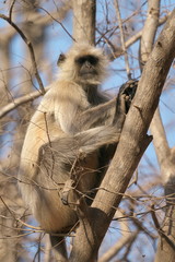 Obraz premium ハヌマーンラングーン