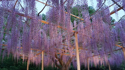 Hanging bunches of purple Wisteria tree. Spring time in Japan