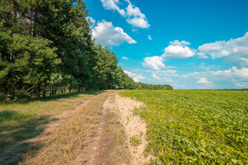 Rural landscape with a beautiful blue cloudy sky. Dirt road along the field. The countryside landscape