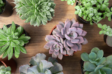 Group of purple and green succulent plants pots top view on wood table  background
