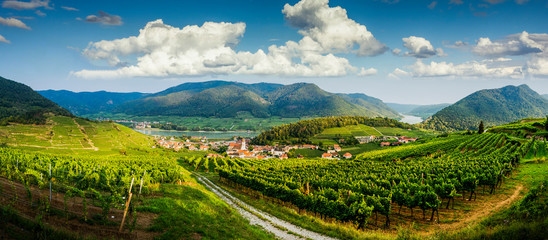 Panorama of vineyards in Wachau valley. Lower Austria.