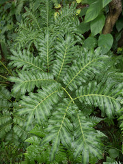 リュウビンタイモドキ