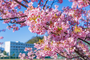 河津桜と校舎　春イメージ