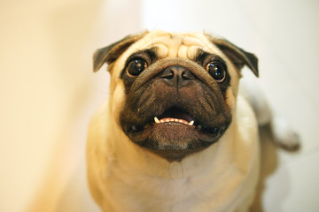 Big white pug with wrinkled face is sitting to wait  FOR SOME FOOD.