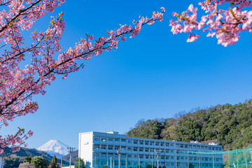 河津桜と校舎