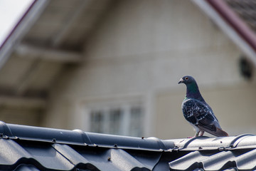 Pigeon resting on top of a roof