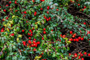 Bush with red tiny berries Cotoneaster horizontalis