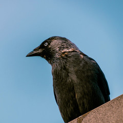 Closeup view of a crow on the roof