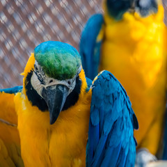 Closeup view of an ara parrot © raulcoca