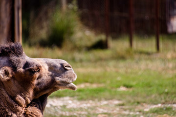 Closeup of camel face with its eyes closed