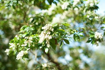 京都の観光　梅