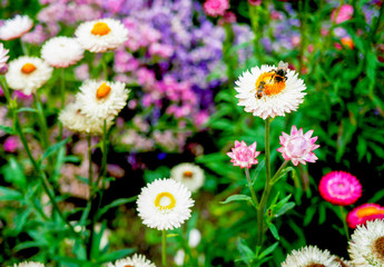 Bees in the daisy garden