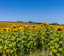 Fototapeta na wymiar Large field of blossomed sunflower