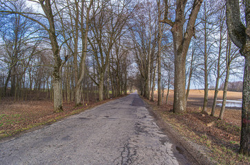 Old deciduous trees along the asphalt road in Poland. Tree lined country road.