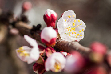 Apricot flowers in spring, floral background spring season