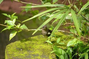Oriental magpie-robin