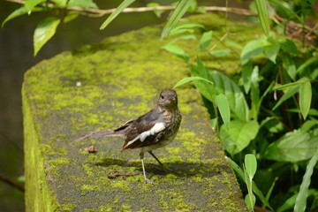 Oriental magpie-robin