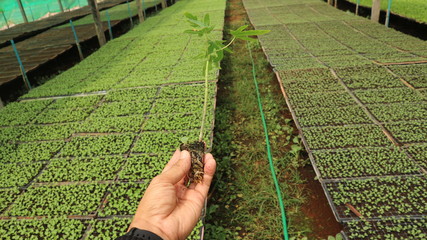 Seedlings in the hand in the nursery