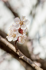 Apricot flowers in spring, floral background spring season