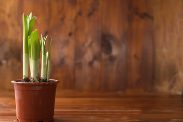 Young shoots sprouts of daffodils in a pot, on a background of wood Spring caming Green young plants.