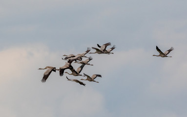 Common Crane (Grus grus) in flight