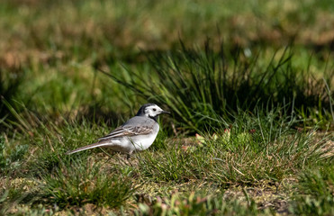 White wagtail (Motacilla alba) in spring
