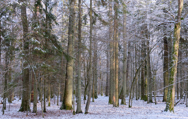 Wintertime landscape of snowy deciduous stand