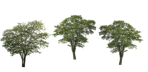 Tropical tree isolated on white background