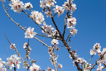 Floración de los almendros en febrero