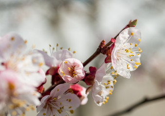 Apricot flowers in spring, floral background spring season