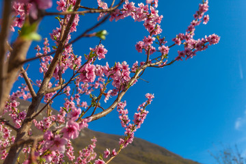 Peach branches in bloom with blue sky, some clouds and mountain in the background, Vittorio Veneto, Italy