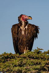 Lappet Vulture in the tree tops of the Masai Mara
