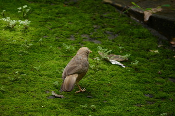 Jungle Babbler