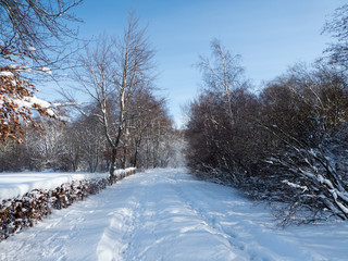 Verschneite Heckenlandschaft in der Eifel