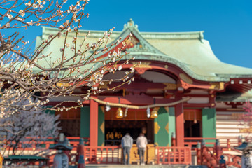 Fototapeta premium 亀戸天神社
