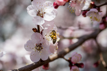 Apricot flowers in spring, floral background spring season