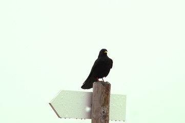 blackbird waiting on white background