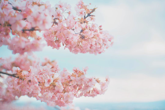 Close up Pink cherry blossoms sakura in japan 