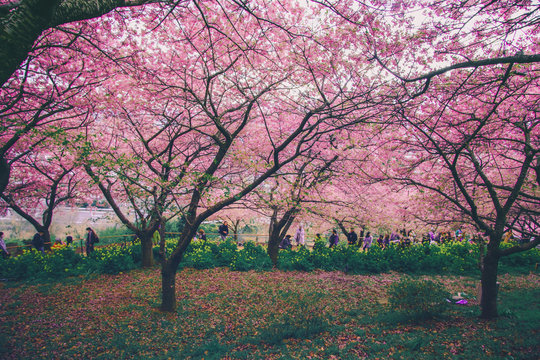 Cherry blossoms festival in Japan with many tourist 