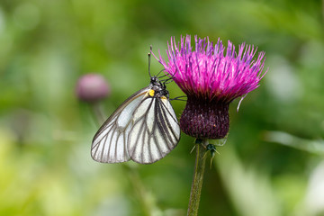 ミヤマシロチョウ