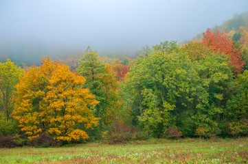 Obraz premium forest