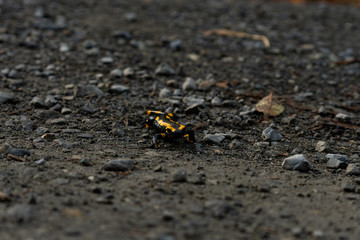 rare fire salamander on the ground