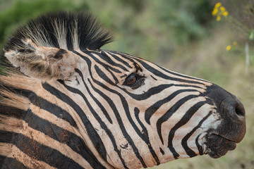 Portrait of a Zebra 