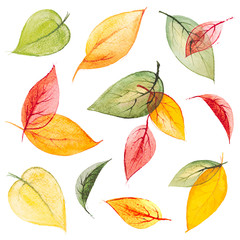 Set of vector bright orange,yellow,green,red hand drawn watercolor autumn leaves on the white background for your design
