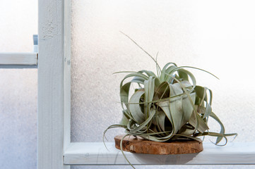窓辺に飾られたグリーンのインテリア　観葉植物　プランツ