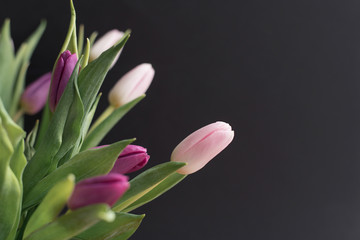 bouquet of pink and purple tulips on a black background, spring flowers for women, copy space